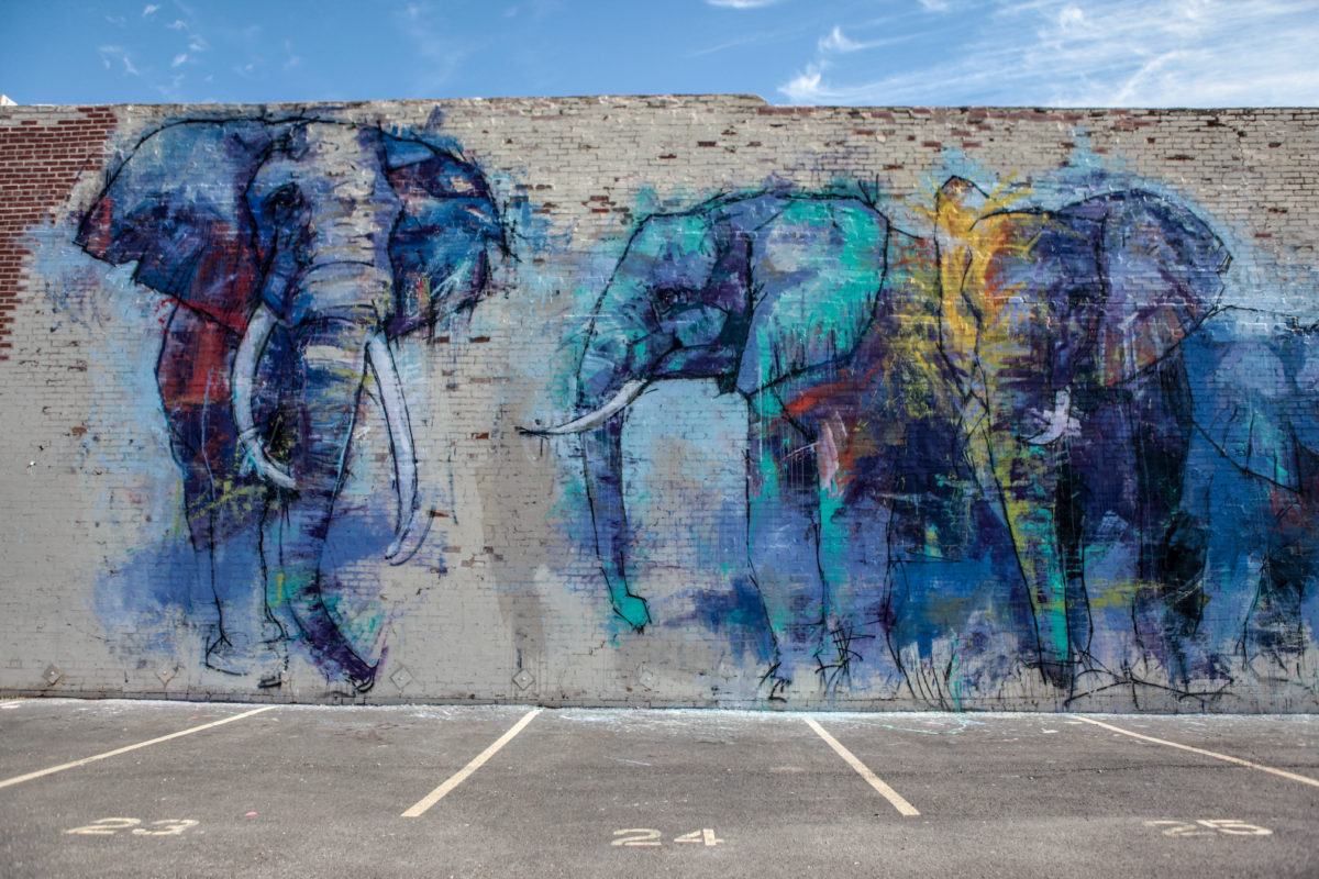 Elephants In Dallas