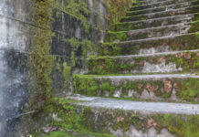 Moss Covered Stairs Seattle
