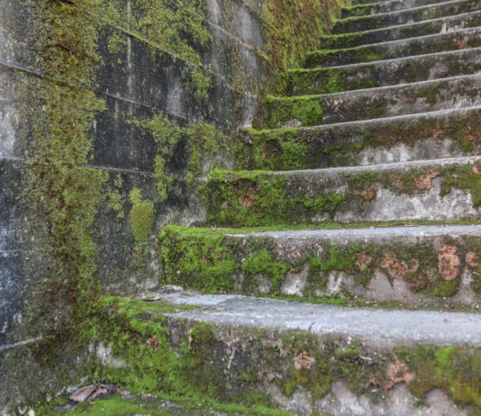 Moss Covered Stairs Seattle